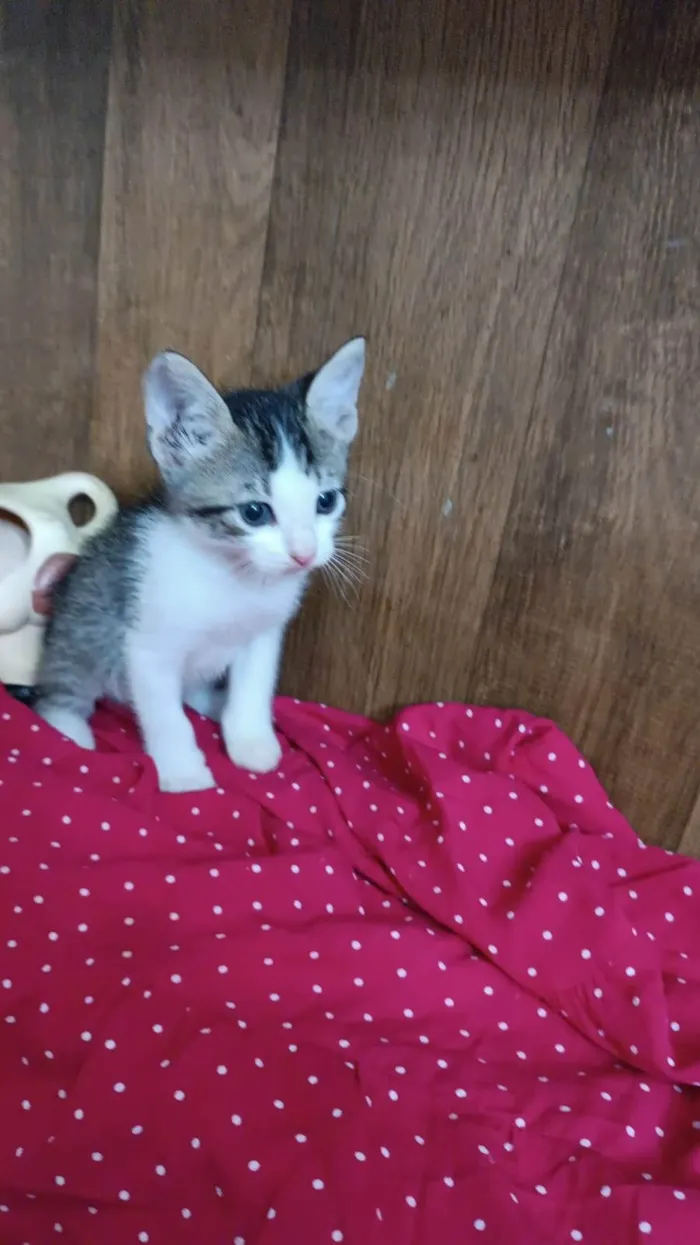 Gato ra a SRD-ViraLata idade Abaixo de 2 meses nome Romeu