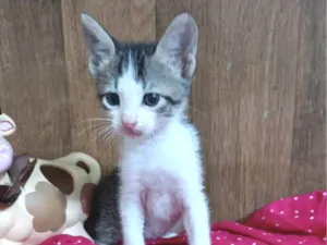 Gato raça SRD-ViraLata idade Abaixo de 2 meses nome Romeu