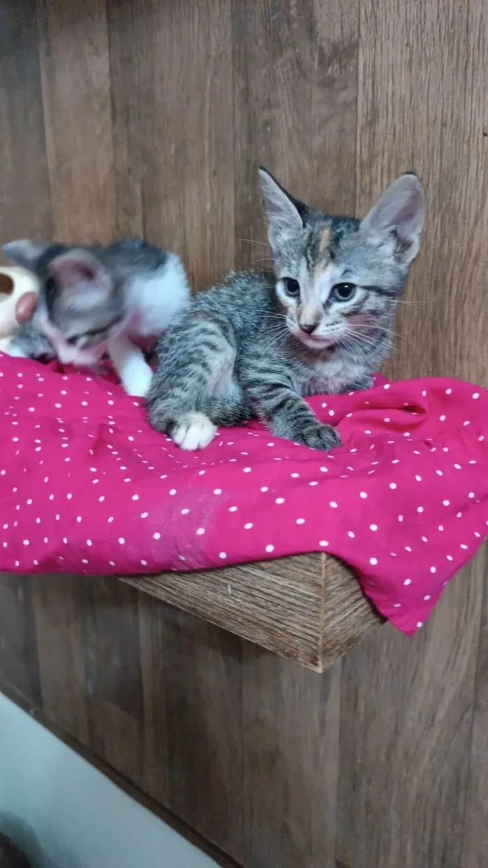 Gato ra a SRD-ViraLata idade Abaixo de 2 meses nome Julieta