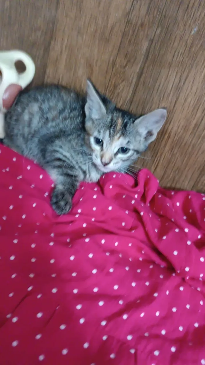 Gato ra a SRD-ViraLata idade Abaixo de 2 meses nome Julieta