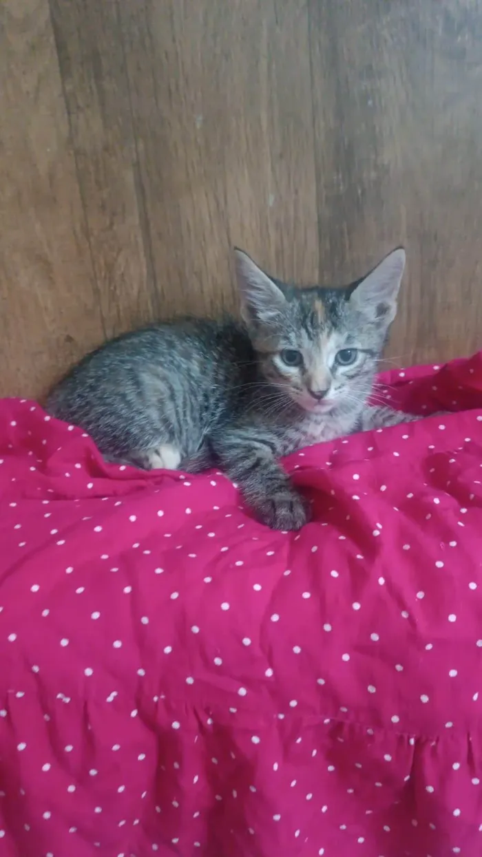 Gato ra a SRD-ViraLata idade Abaixo de 2 meses nome Julieta