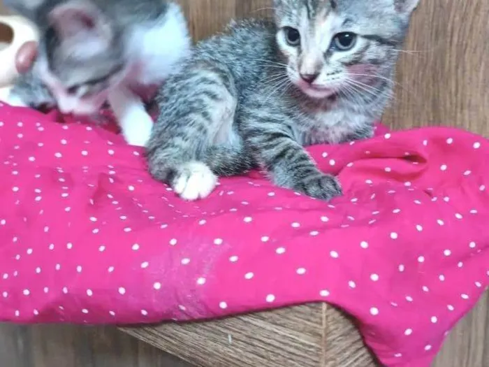 Gato ra a SRD-ViraLata idade Abaixo de 2 meses nome Julieta