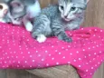 Julieta