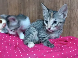 Gato raça SRD-ViraLata idade Abaixo de 2 meses nome Julieta