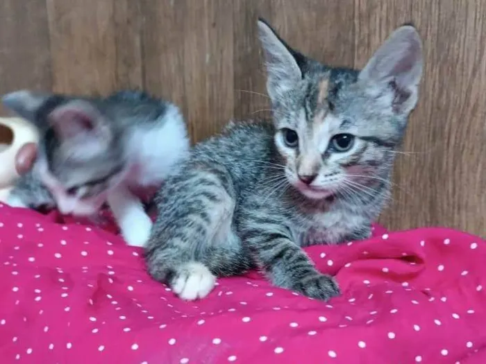 Gato ra a SRD-ViraLata idade Abaixo de 2 meses nome Julieta