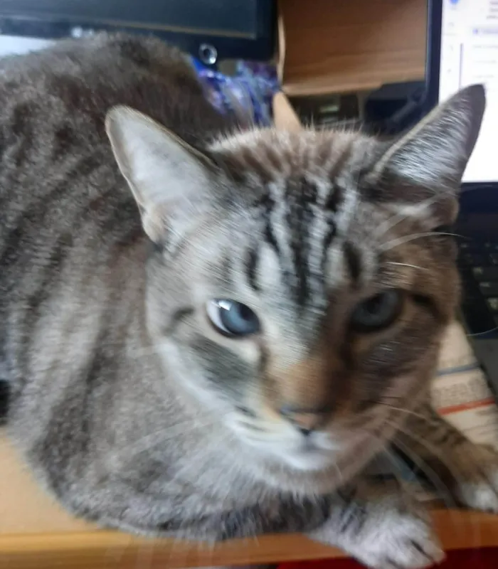 Gato ra a SRD-ViraLata idade 5 anos nome BOB 