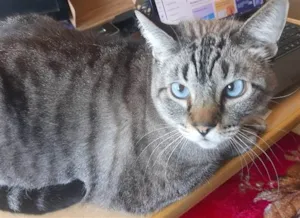Gato raça SRD-ViraLata idade 5 anos nome BOB 