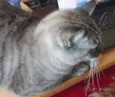 BOB