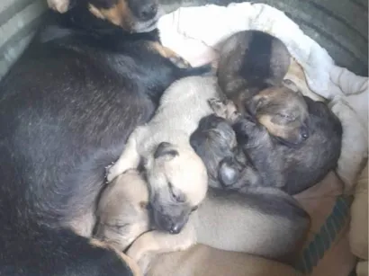 Cachorro raça SRD-ViraLata idade Abaixo de 2 meses nome Filhotes 