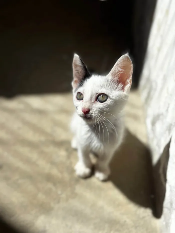 Gato ra a SRD-ViraLata idade 2 a 6 meses nome Yang