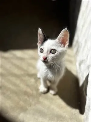 Gato raça SRD-ViraLata idade 2 a 6 meses nome Yang