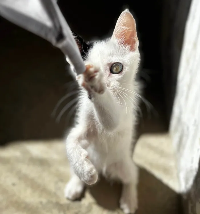 Gato ra a SRD-ViraLata idade 2 a 6 meses nome Yang