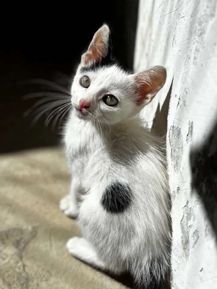 Gato ra a SRD-ViraLata idade 2 a 6 meses nome Yang