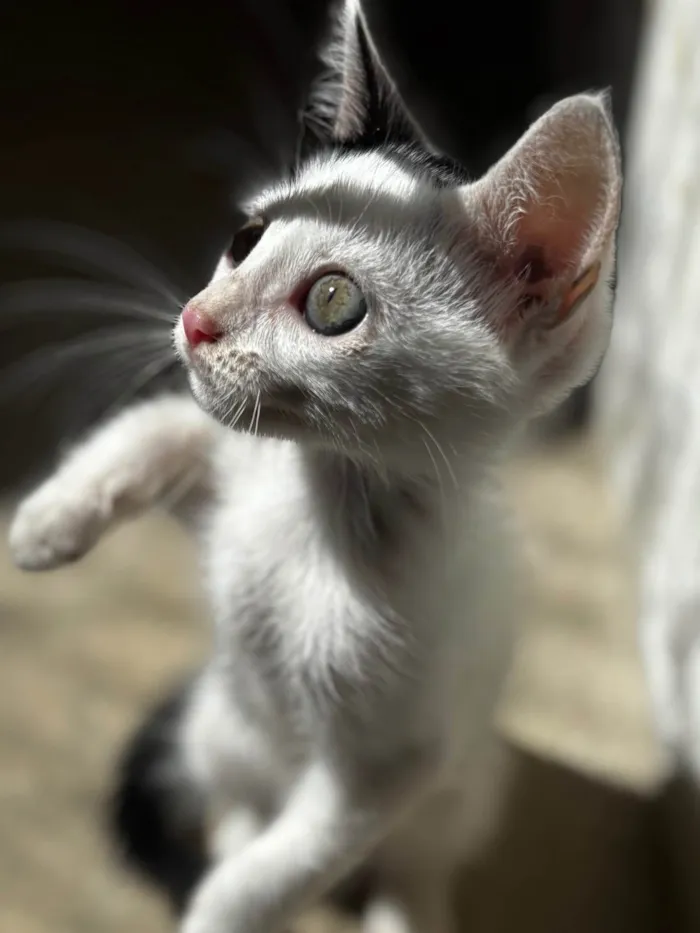 Gato ra a SRD-ViraLata idade 2 a 6 meses nome Yang