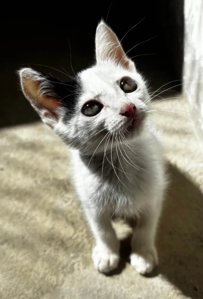 Gato ra a SRD-ViraLata idade 2 a 6 meses nome Yang