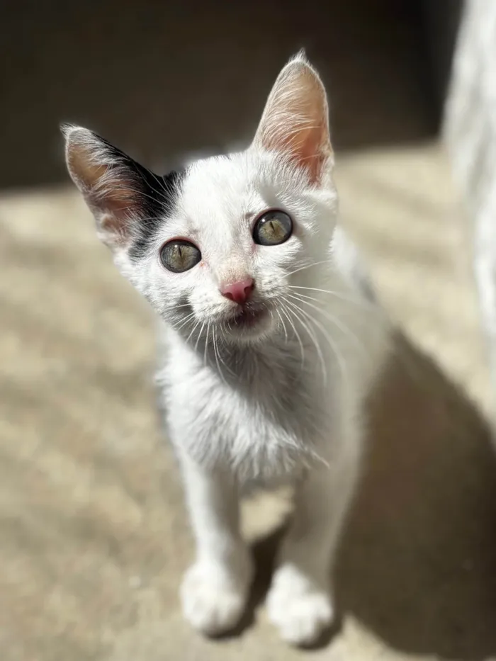 Gato ra a SRD-ViraLata idade 2 a 6 meses nome Yang