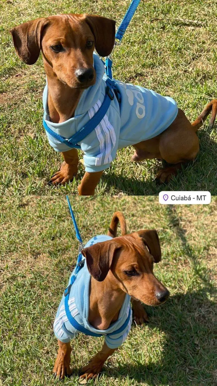 Cachorro ra a SRD-ViraLata idade 1 ano nome NICK 
