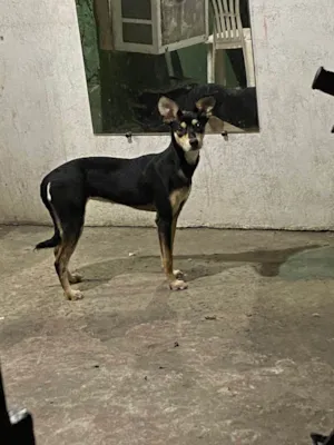 Cachorro raça SRD-ViraLata idade 1 ano nome Mel