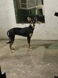 Mel