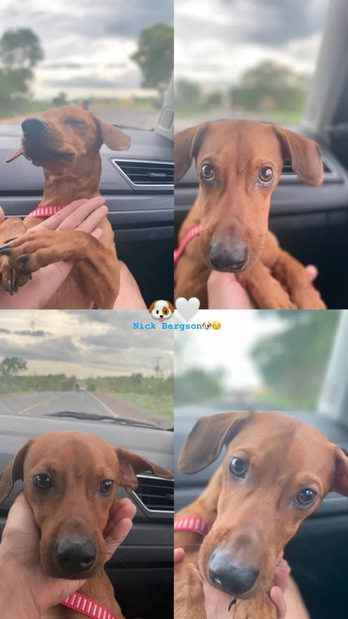 Cachorro ra a SRD-ViraLata idade 1 ano nome NICK 
