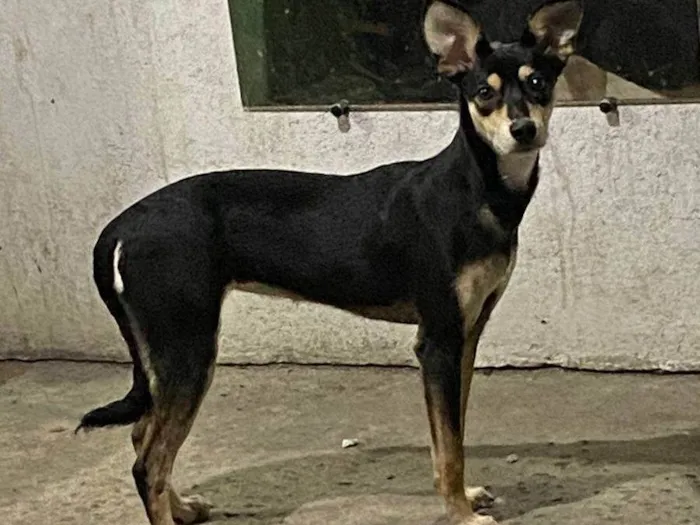 Cachorro ra a SRD-ViraLata idade 1 ano nome Mel