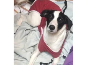 Cachorro raça SRD-ViraLata idade 1 ano nome Bia