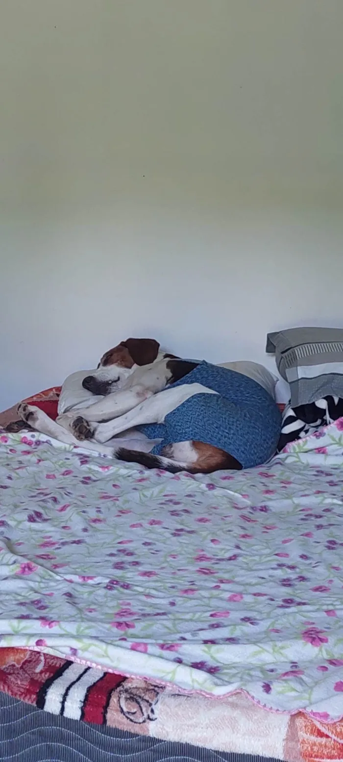 Cachorro ra a Perdigueiro idade 4 anos nome LUCIANA 