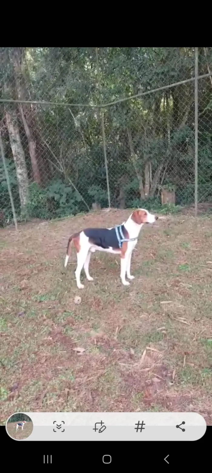 Cachorro ra a Perdigueiro idade 4 anos nome LUCIANA 