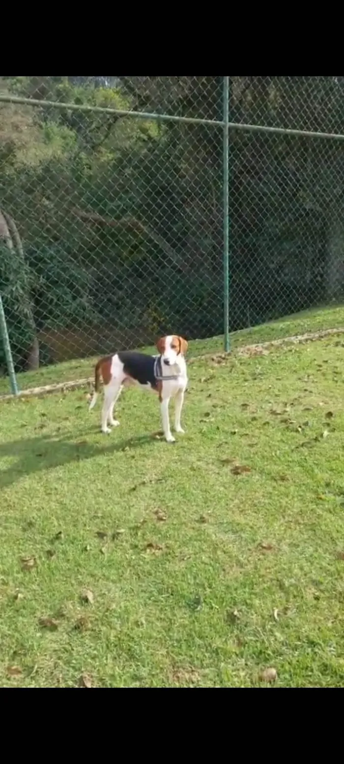 Cachorro ra a Perdigueiro idade 4 anos nome LUCIANA 