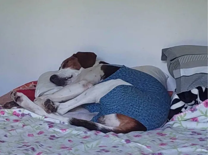 Cachorro ra a Perdigueiro idade 4 anos nome LUCIANA 