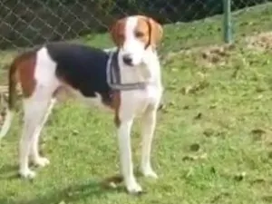 Cachorro raça Perdigueiro idade 4 anos nome LUCIANA 