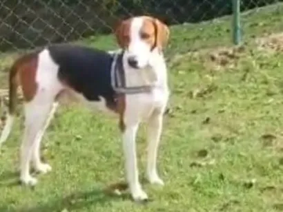 Cachorro raça Perdigueiro idade 4 anos nome LUCIANA 