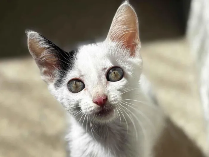 Gato ra a SRD-ViraLata idade 2 a 6 meses nome Yang