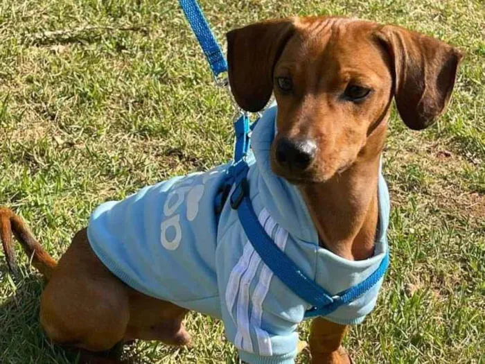 Cachorro ra a SRD-ViraLata idade 1 ano nome NICK 