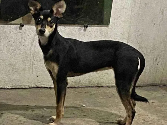 Cachorro ra a SRD-ViraLata idade 1 ano nome Mel