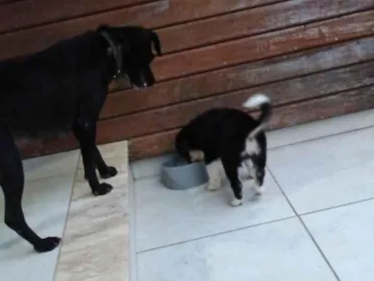 Cachorro raça SRD-ViraLata idade 2 anos nome Mel