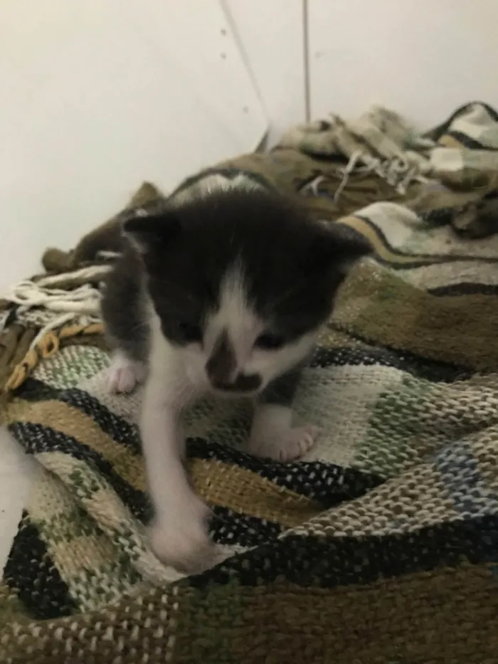 Gato ra a SRD-ViraLata idade 2 a 6 meses nome Sem Nomes