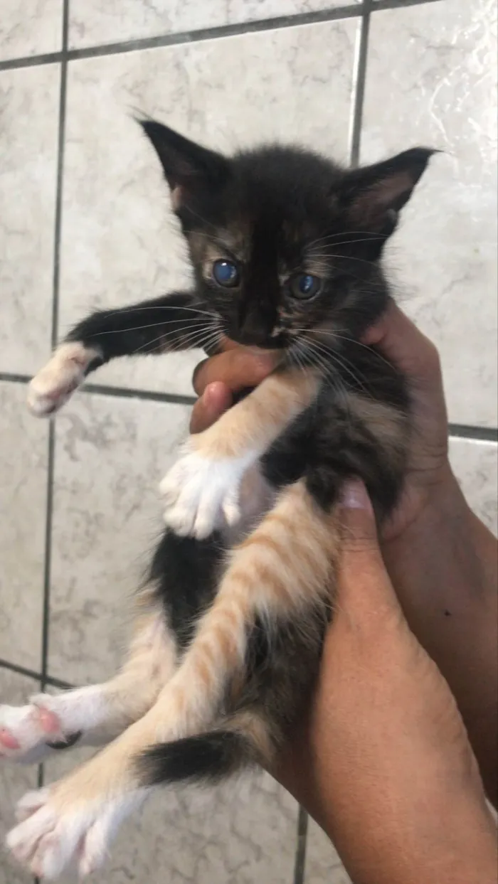 Gato ra a SRD-ViraLata idade Abaixo de 2 meses nome /sem nome