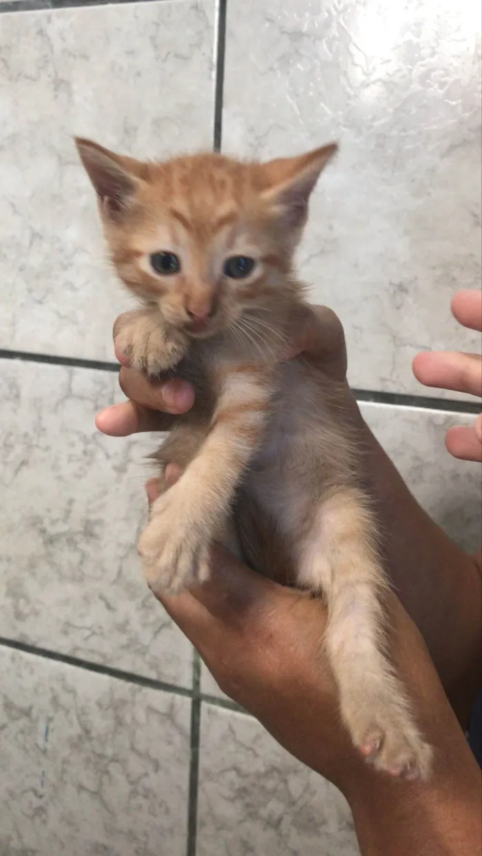 Gato ra a SRD-ViraLata idade Abaixo de 2 meses nome /sem nome