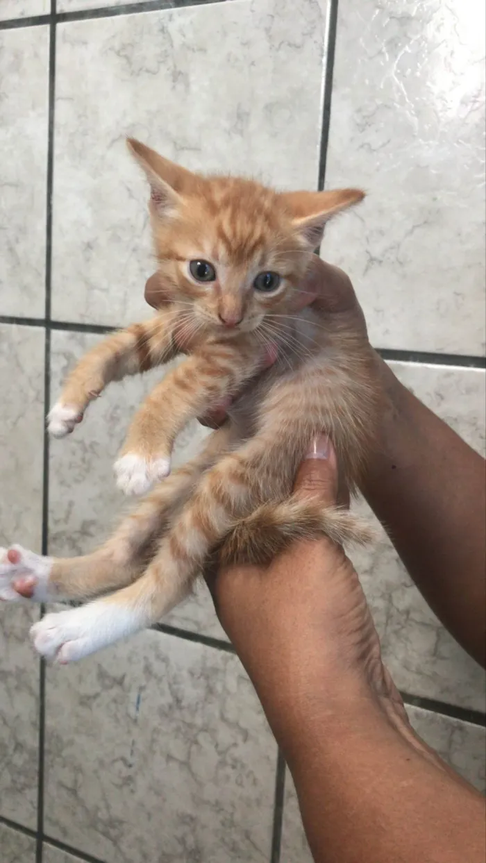 Gato ra a SRD-ViraLata idade Abaixo de 2 meses nome /sem nome