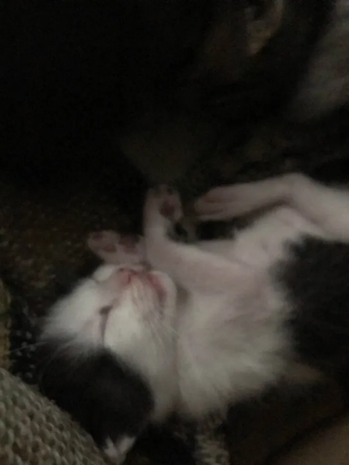 Gato ra a SRD-ViraLata idade 2 a 6 meses nome Sem Nomes
