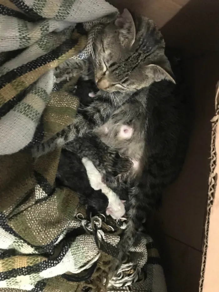 Gato ra a SRD-ViraLata idade 2 a 6 meses nome Sem Nomes