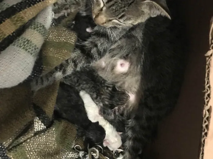 Gato ra a SRD-ViraLata idade 2 a 6 meses nome Sem Nomes