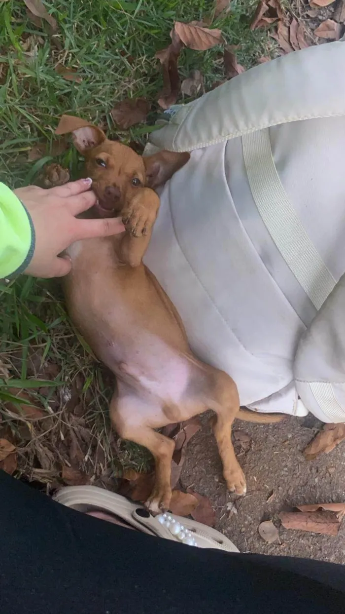 Cachorro ra a SRD-ViraLata idade 2 a 6 meses nome Yves