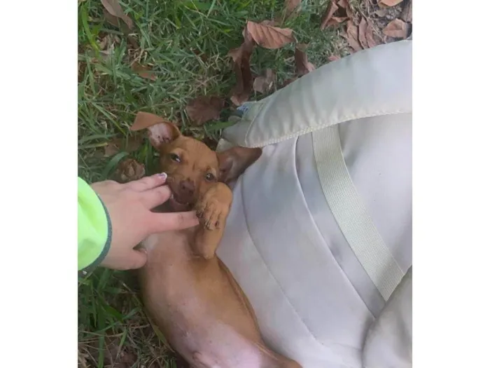Cachorro ra a SRD-ViraLata idade 2 a 6 meses nome Yves