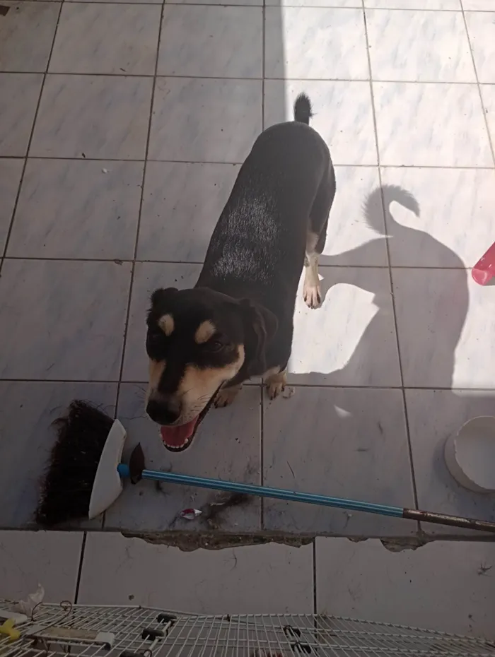Cachorro ra a SRD-ViraLata idade 7 a 11 meses nome Zed