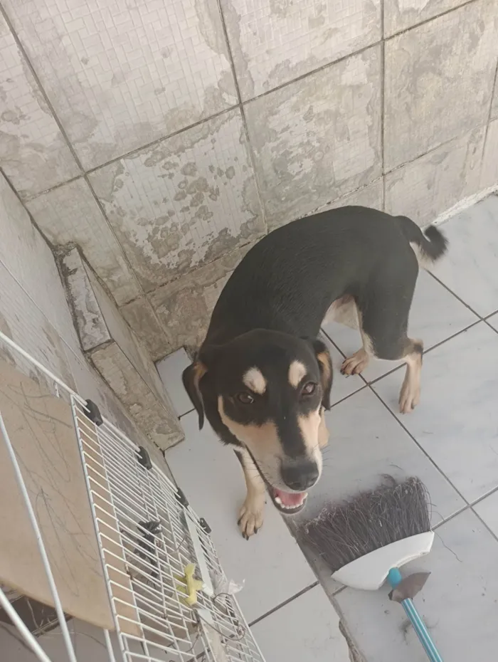 Cachorro ra a SRD-ViraLata idade 7 a 11 meses nome Zed