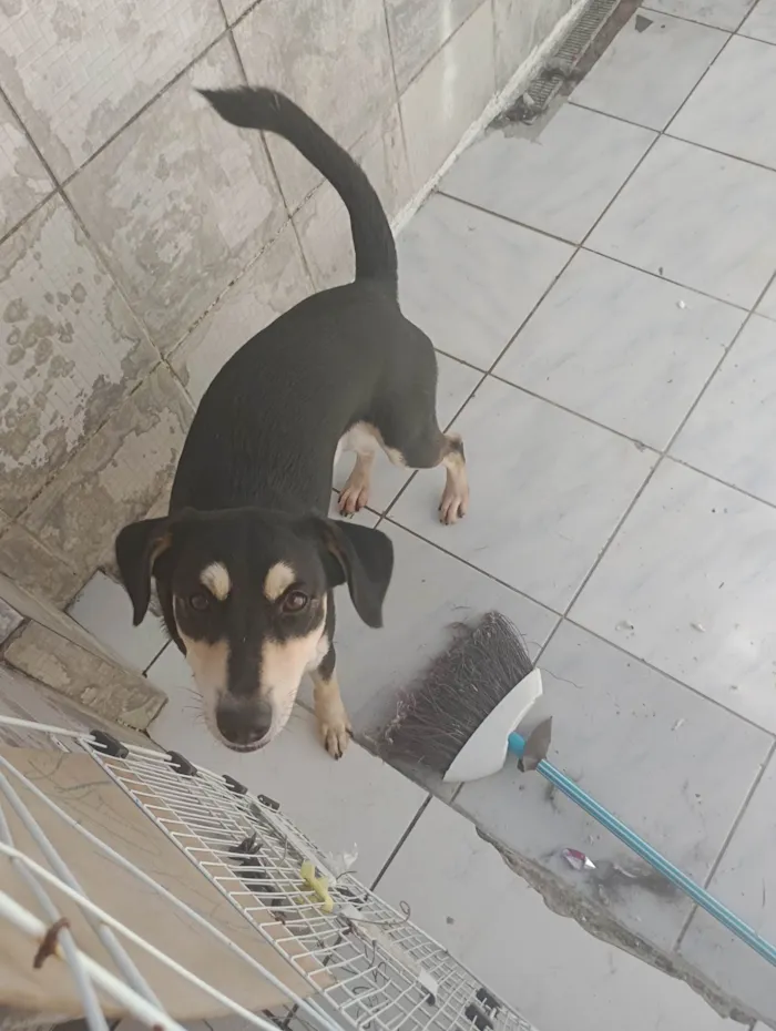 Cachorro ra a SRD-ViraLata idade 7 a 11 meses nome Zed