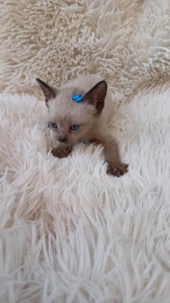 Gato ra a Siamês idade Abaixo de 2 meses nome Siameses adocao