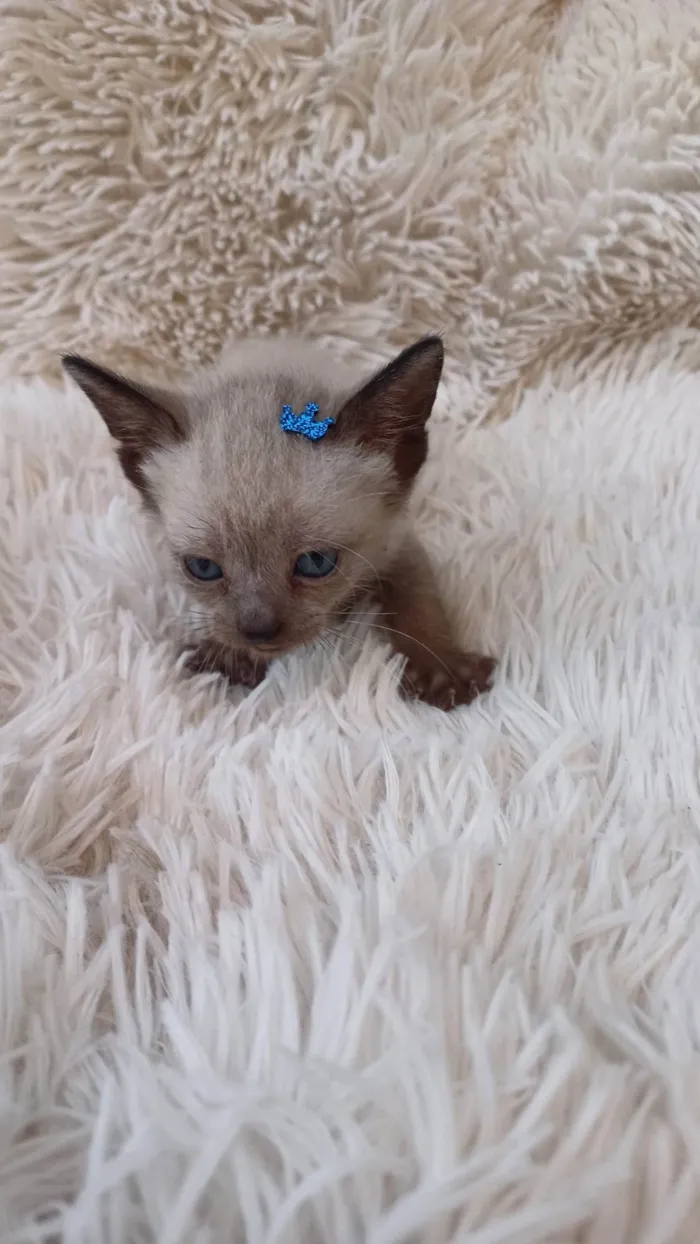 Gato ra a Siamês idade Abaixo de 2 meses nome Siameses adocao